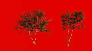 3d tree green screen in wind for post production full hd 1080 green screen 2021 tree wawing/ tree 03