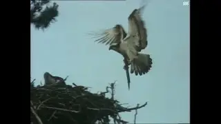 Weir's Way: The Ospreys