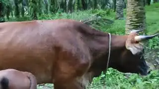Indukan lemosin anak jantan umur 3 bulan