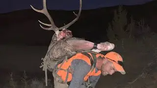 An ELK And MULE DEER In The Same Stalk