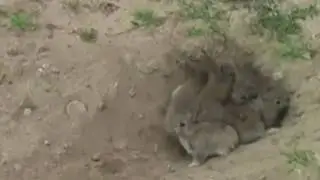 funny as rabbit buries the rabbits from enemies
