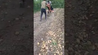 #automobile #mercedescls #agriculture #1000hp #funny #mercedesbenzcls63amg #agriculturefarming #meme