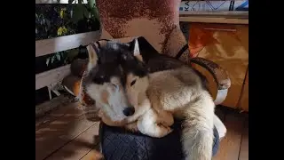 покатались с горки на вагончике теперь делаем шашлык и кормим 