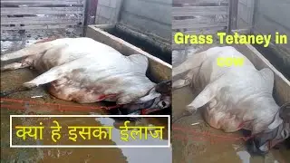# Grass Tetaney in cow #tetany in cow# deficiency in magnisium #cow#pashu upchar