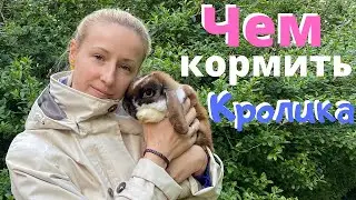 Кормление кроликов. Чем надо кормить? Декоративные кролики и великаны.