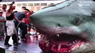 Megalodon Shark Of Japan