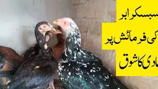 Subscriber ki Farmiesh py Special Jehlumi Chini Murgi