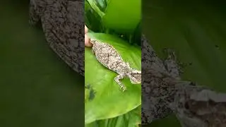 Flying Lizard 🦎   #bohol #flyinglizard flying Lizard #actualvideo