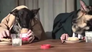 смешные собачьи будни