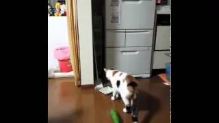 *кот и огурец*