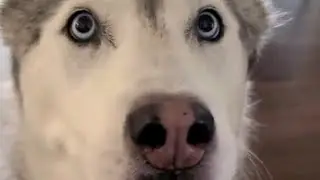 Find Your Hiding Husky #shorts