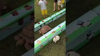 Tortoise vs. Rabbit OF THE Hare LEGEND in Real Life 🐢🐰