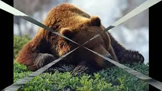 Потапыч - жизнь в дикой природе.
