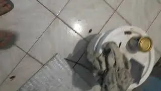 COCKROACHES invade the kitchen!! 🤯🤢 (Warning, Gross!)