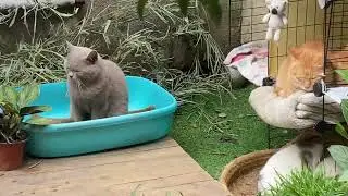 猫日常