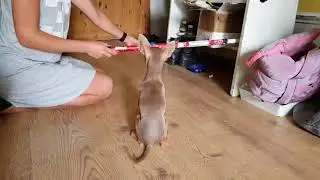 Той терьер