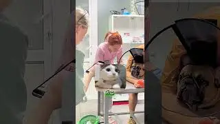Вот так мы лечим животных в сети ветклиник БИОВЕТ