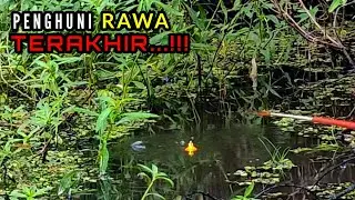 Kelewat banyak...!!! Mancing ikan di spot pedalaman rawa terakhir