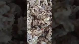 Teman Santai Cocok Buat Oleh-oleh Telur Terung Laut Tanpa Tepung Bebas Gluten Camilan Laut Madura