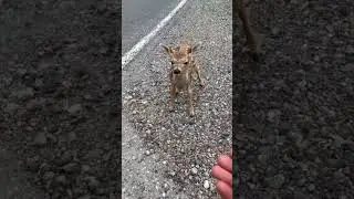 This Deer Was With Its Mother When It Did The Cutest Thing Ever