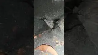 lihat penyu bertelur