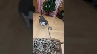 у каждого свой хеппи нью еар 🎄😼 