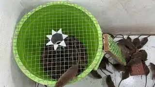 Mouse traps with a simple plastic box/Tips for mouse traps / Electric mouse trap