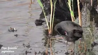 La Focha Moruna o Cornuda un ave muy extraña en el Continente