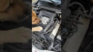 собака делает диагностику