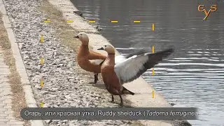 Огарь или красная утка, Ruddy shelduck (Tadorna ferruginea   )