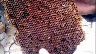 Извлечение получение и переработка перги из пчелиных сот  Retrieve get and processing of pollen from