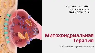 Презентация проекта Mitospace