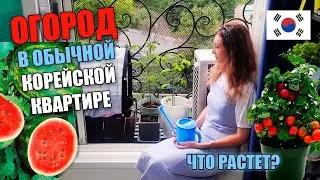 Огород в корейской квартире / Что растет на балконе / KOREA VLOG