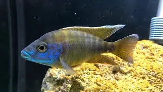 ALL MALE PEACOCKS AFRICAN CICHLID SHOW TANK