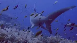 Hummer head shark's  قروش ابو مطرقه