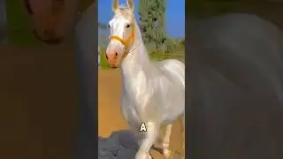 Самая дорогая лошадь в мире 😳🫢😮