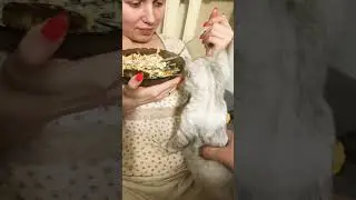За уши не оттянешь😂#котики #кот #смешные #смешныекоты #cat #cats #animals #funnycats