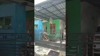 Alunan perkutut bangkok