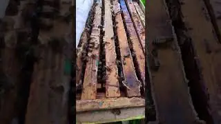 Как дела на пасеке? Пчелы работают на максимум!