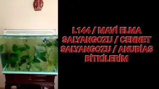 L144 VATOZ / MAVİ ELMA SALYANGOZU / CENNET SALYANGOZU / YOSUN YİYEN / ÇÖPÇÜ BALIĞI AKVARYUMUM 🐌🐟🌿