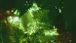 Rain Forest - Ambient New Age Reiki Music Video -By Equinox