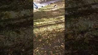 #кот