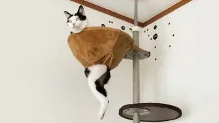 Funniest Cats 😹 - Don't try to hold back Laughter 😂 - Funny Cats Life