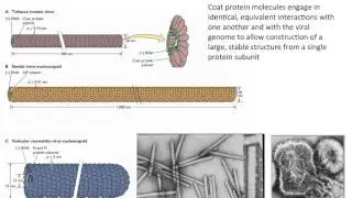 Virology 2013 Lecture #4 - Structure of viruses