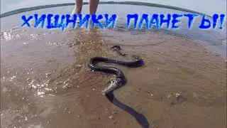 Хищники - знакомимся и делаем выводы.