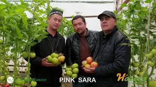 Hazera Namangan Pink Sara / AGRO EXPORT GROUP
