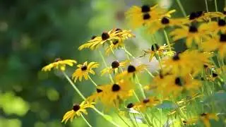 Rachmaninov 2nd Piano Concerto   -   Hauser