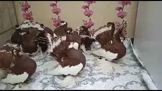 Ленточные голуби СКО