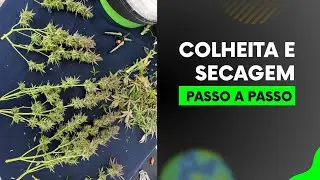 Como COLHER e SECAR Cannabis/Maconha