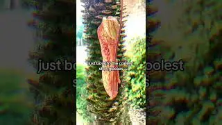 My new pitcher plant!